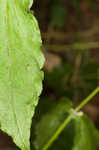 Blue ridge catchfly